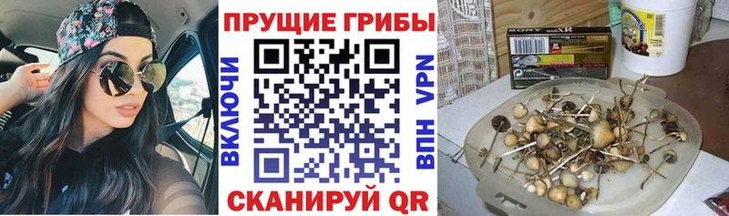 Галлюциногенные грибы MAGIC MUSHROOMS  Сосновка 